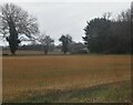 Field of stubble