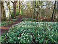 Snowdrops at Kirkmichael