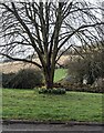 SO5412 : Daffodils around a tree in late winter, Staunton, Gloucestershire by Jaggery