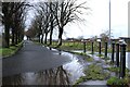 Trees and bollards