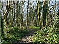 Path into Ramshead Wood