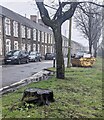 Tree stump on the west side of Rockingham Terrace, Briton Ferry