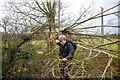 Street : Fallen Tree