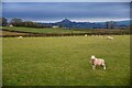 Street : Grassy Field & Sheep