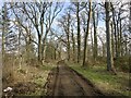 Northern edge of Birgham Wood