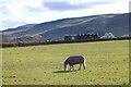 Grazing pony