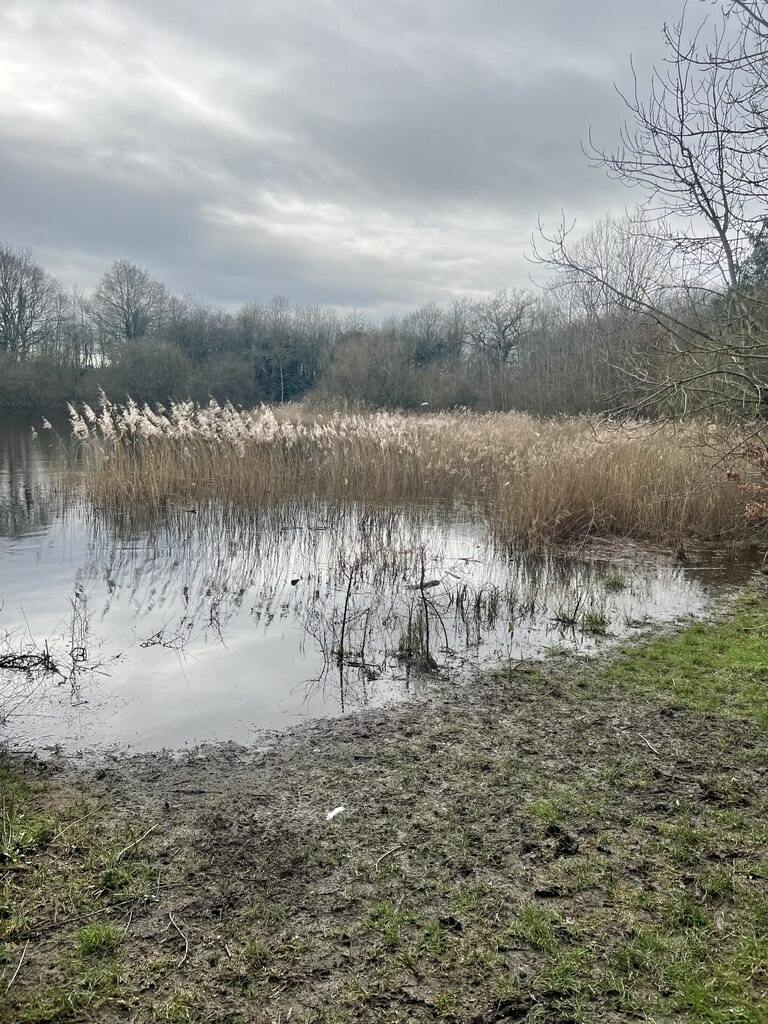 Reed Beds © Jay Pea cc-by-sa/2.0 :: Geograph Britain and Ireland