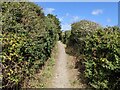 A well-maintained path at Mullion