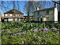 Crocuses by York Road, Seacroft