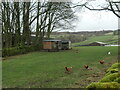 SD8162 : Hens at Hoyman Laithe by Christine Johnstone