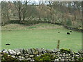 Black sheep and lambs, Upper Settle