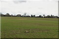 TL9468 : Suffolk farmland by N Chadwick