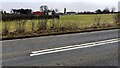 NY2646 : View of Old Carlisle Farm field with sheep viewed across the A595 by Roger Templeman