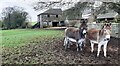 NY2646 : Donkeys in field at Cunningarth by Luke Shaw
