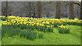 TQ2979 : Daffodils in St James's Park by Philip Halling