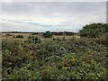 SW6918 : Impenetrable vegetation next to the bridleway by David Medcalf