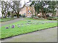 Crocus bed at Ardwick