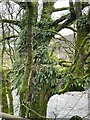 Tree on banks of River Wharfe