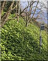 Wyndcliff bus stop sign in the Wye Valley, Monmouthshire