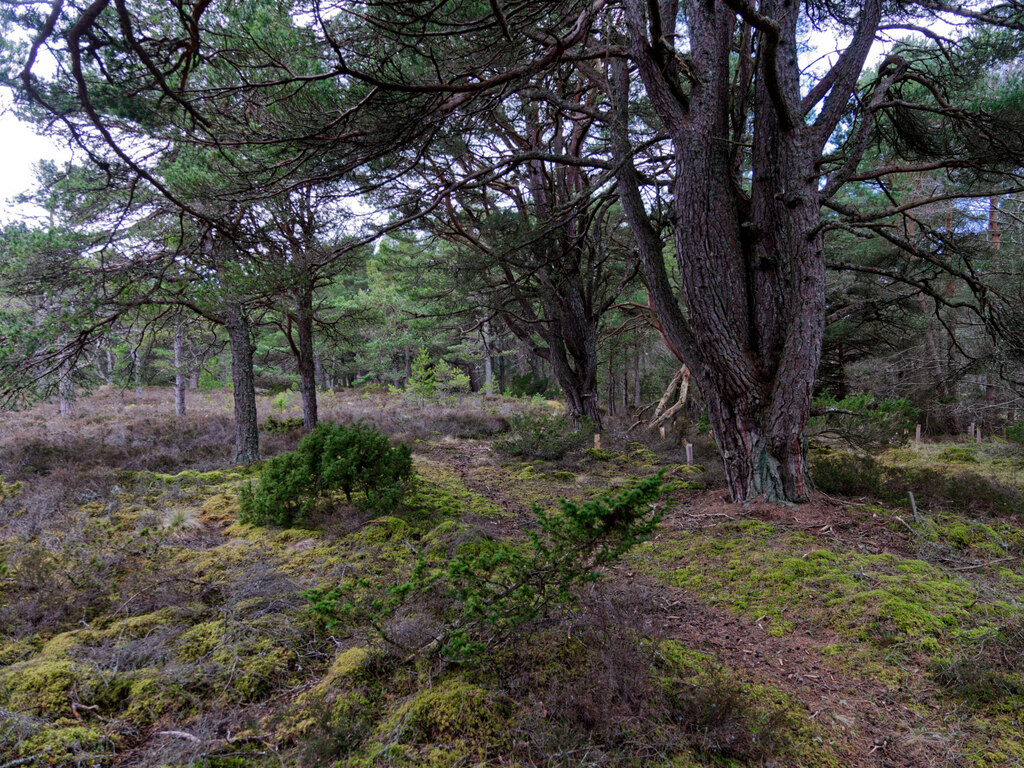 path-by-colony-wood-julian-paren-cc-by-sa-2-0-geograph-britain-and