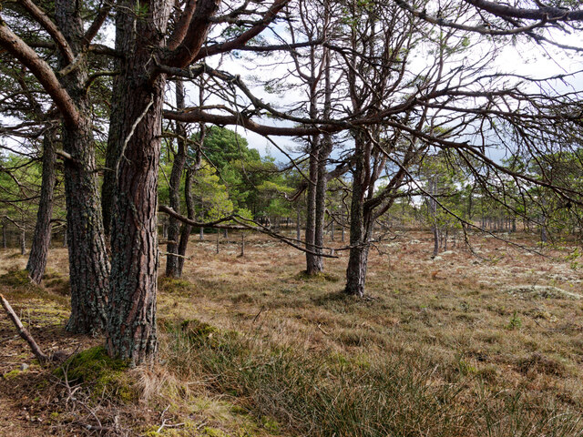 Open glade in woodland near Colony Wood... © Julian Paren cc-by-sa/2.0 ...