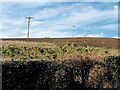 NZ0061 : Electricity transmission poles by Oliver Dixon