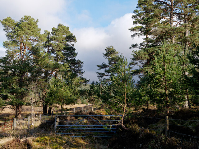 Woodland near Balnafettach © Julian Paren :: Geograph Britain and Ireland