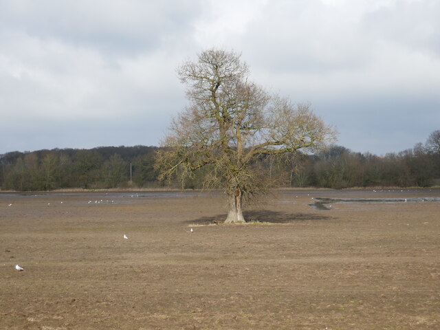 Lone tree, Swanpool © Jonathan Thacker cc-by-sa/2.0 :: Geograph Britain ...