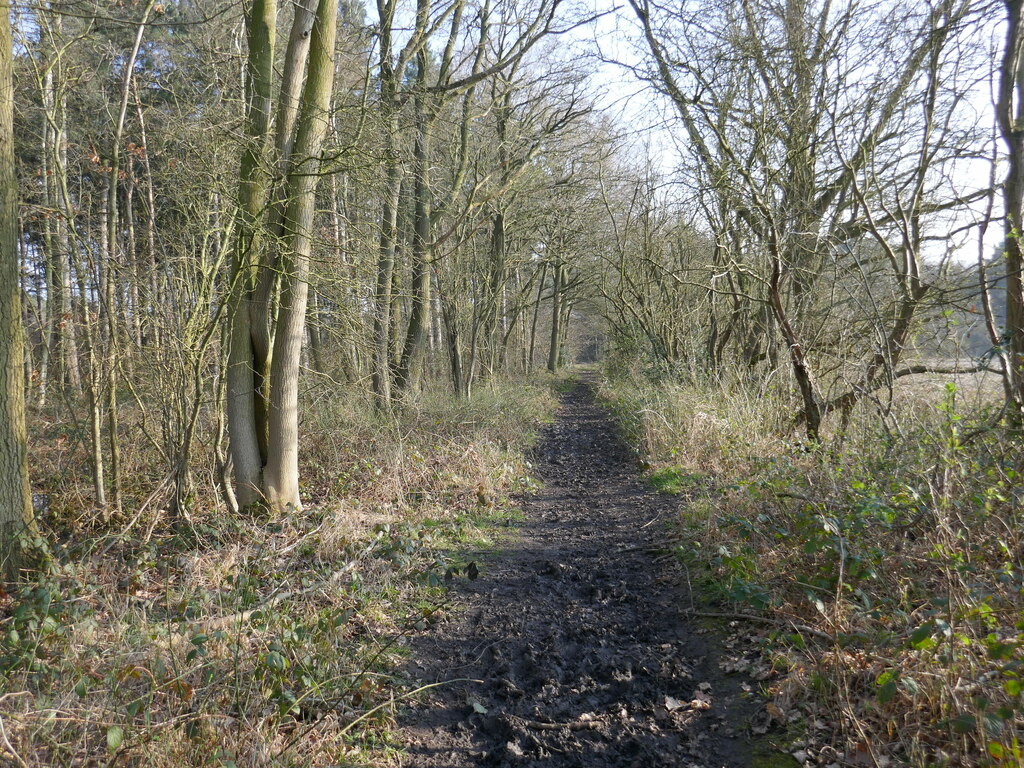 Path in Stapleford Wood © Jonathan Thacker cc-by-sa/2.0 :: Geograph ...