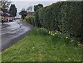 ST3091 : Daffodils alongside a hedge, Larch Court, Malpas, Newport by Jaggery