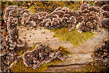 NH7967 : Fungi on a tree stump by Cromarty Bowling Club by Julian Paren