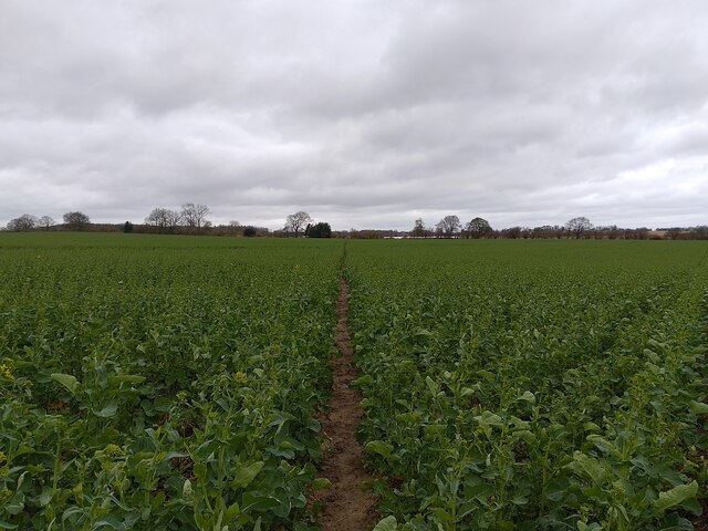 Footpath towards Langley Farm © Oscar Taylor cc-by-sa/2.0 :: Geograph ...