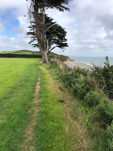 Yews at the Coast Path's edge