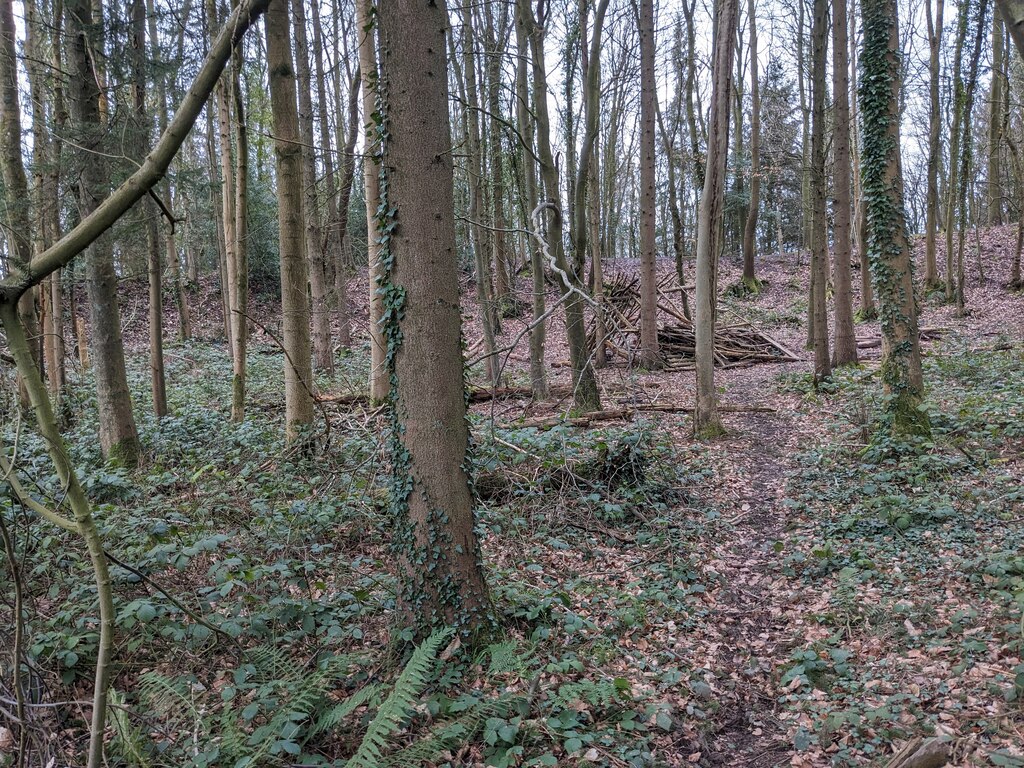 Credenhill Park Wood © Fabian Musto cc-by-sa/2.0 :: Geograph Britain ...