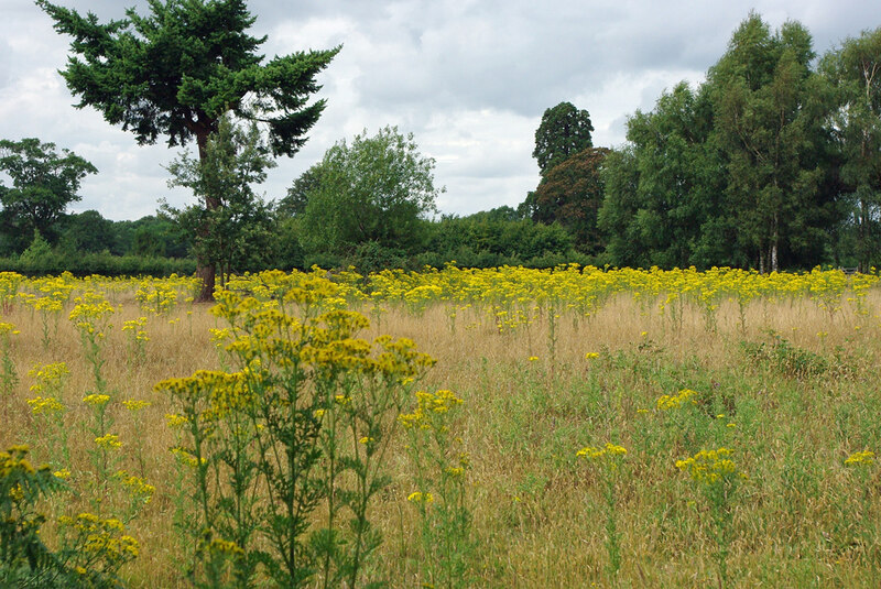 Field with much ragwort © Robin Webster cc-by-sa/2.0 :: Geograph ...