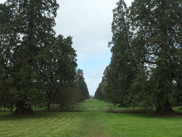 Avenue of Wellingtonia trees, Elvetham... © Christine Johnstone cc-by ...