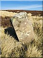 NT9126 : Old Boundary Marker near Harelaw Cairn by D Garside