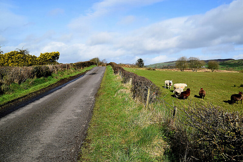 Sheep along Reaghan Road © Kenneth Allen cc-by-sa/2.0 :: Geograph ...