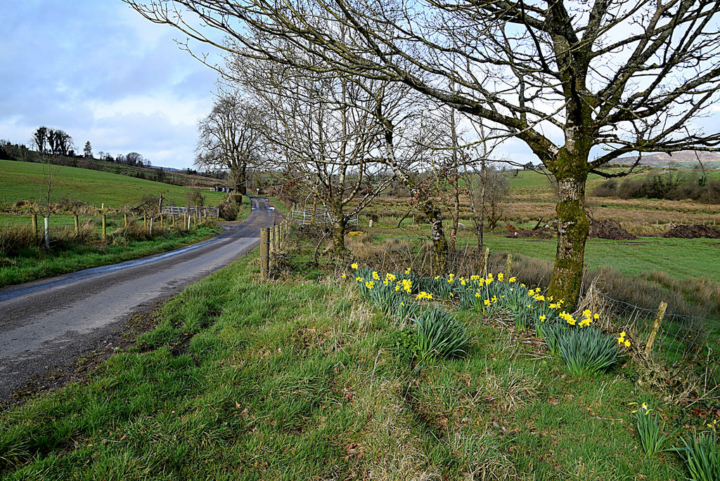 Daffodils along Reaghan Road, Reaghan © Kenneth Allen cc-by-sa/2.0 ...