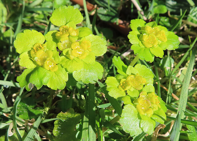 Alternate-leaved Golden Saxifrage... © Anne Burgess cc-by-sa/2.0 ...