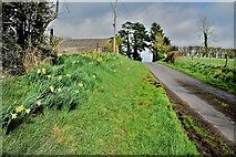 H5466 : Daffodils lying along Lower Radergan Road by Kenneth  Allen