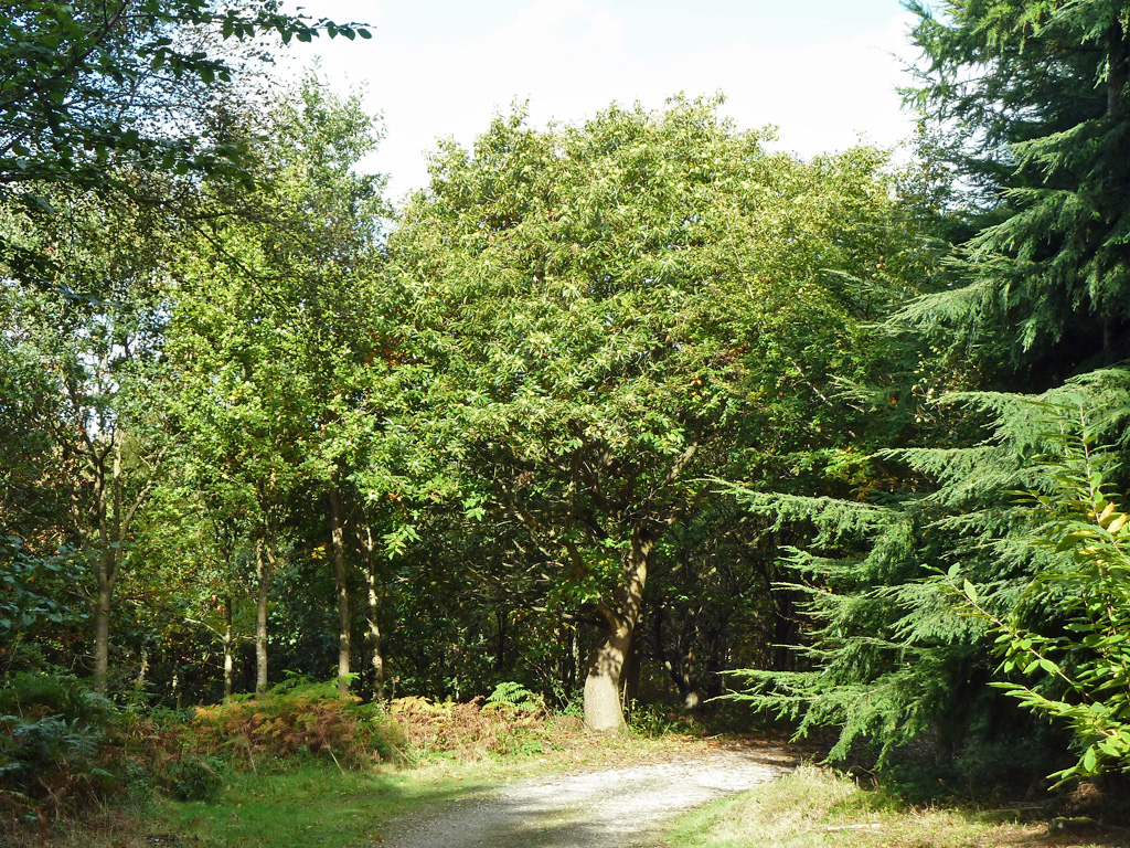 Chestnut tree in Snipe Wood © Robin Webster :: Geograph Britain and Ireland