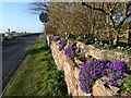 NT6678 : East Lothian Townscape : Purple patch, Shore Road, Belhaven by Richard West