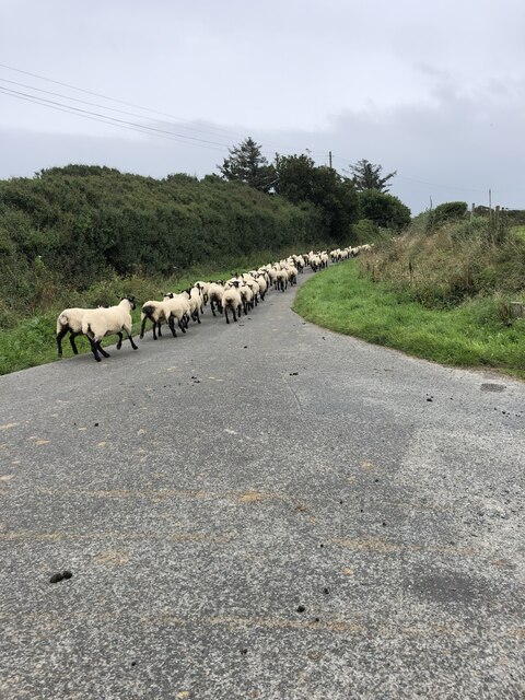 Flock of sheep on the run