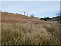 NM8300 : Rough grazing near Carnasserie Castle by Jonathan Thacker