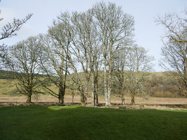 Trees at Carnasserie © Jonathan Thacker :: Geograph Britain and Ireland