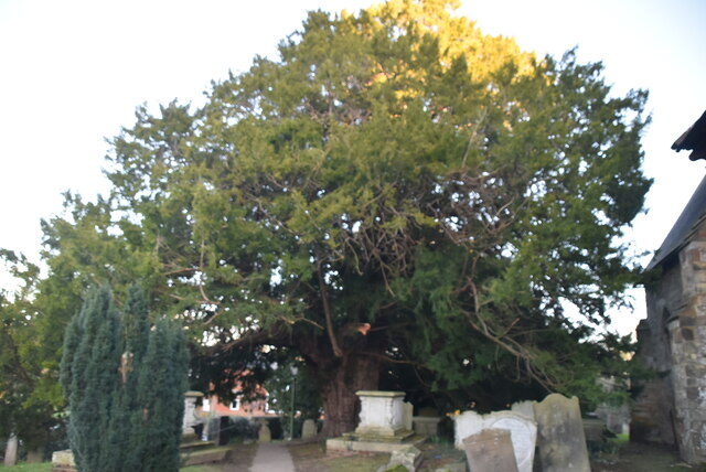 Yew Tree © N Chadwick :: Geograph Britain and Ireland