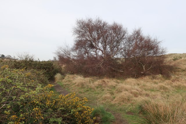 Path through Winterton Dunes © Hugh Venables cc-by-sa/2.0 :: Geograph ...