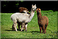 Alpacas, Cranny