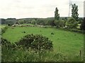 Cows at Lamb Pens Farm